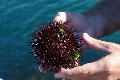 El casi desaparecido erizo de mar, una posible solución a la invasión del alga asiática