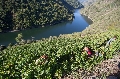 El Ejecutivo destina cerca de 14 millones a Galicia para acciones en el sector del vino