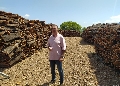 Ronda obtendrá unos 370.000 kilos en la campaña del corcho en los Montes de Propios