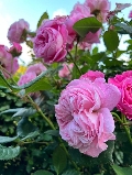 Los mejores parques y jardines de Málaga para pasear entre flores 