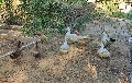 Los patos Jaén, en el centro de la atención municipal y ciudadana