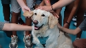 Perros de intervención asistida acompañan a más de mil niños y niñas afectados por la Dana