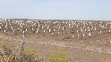 Un olivar superintensivo en Aznalcázar impide la recuperación hídrica natural de Doñana 