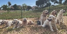 Una tarde de perros 