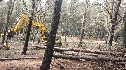 Más de 500 toneladas de madera de la Sierra de las Nieves calentarán edificios públicos 