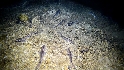 La pintarroja, el tiburón del Mediterráneo occidental, contaminada con mercurio