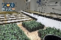 Dos detenidos con un cultivo de cerca de 700 plantas de marihuana en una casa
